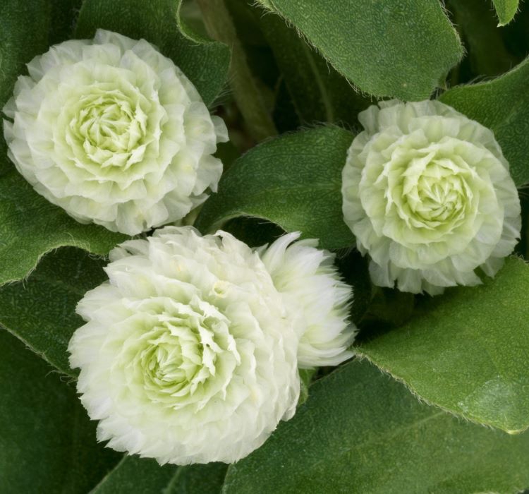 Medine Düğmesi Tohumu ( İri Çok Çiçekli ) Beyaz Renkli - 30 Tohum