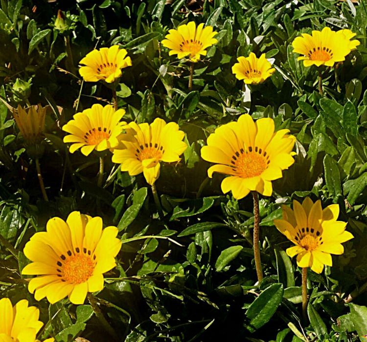 Gazanya Çiçeği Tohumu ( Büyük Çiçek Kalıcı ) Sarı Renkli - 8 Tohum