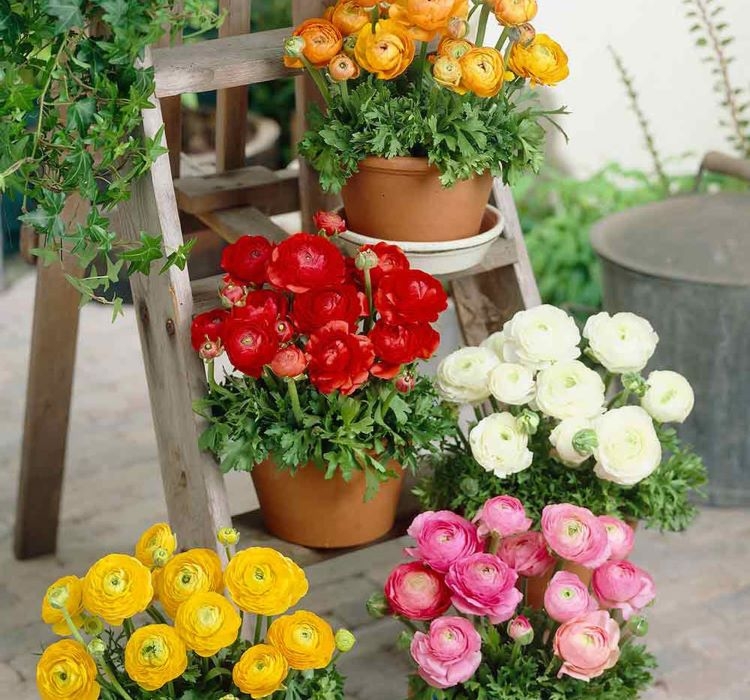 Şakayık Tohumu ( Kalıcı ve Katlı Çiçek )  - Turuncu Renkli - 5 Tohum