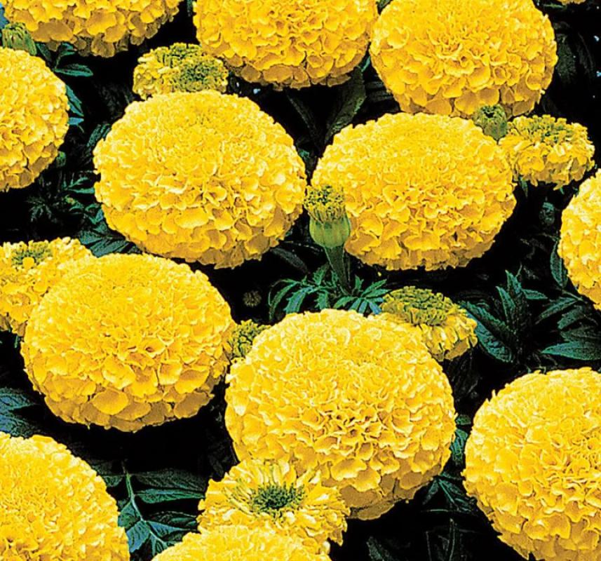 Kadife Çiçeği ( Marigold Büyük Çiçek ) Sarı Renkli - 10 Tohum