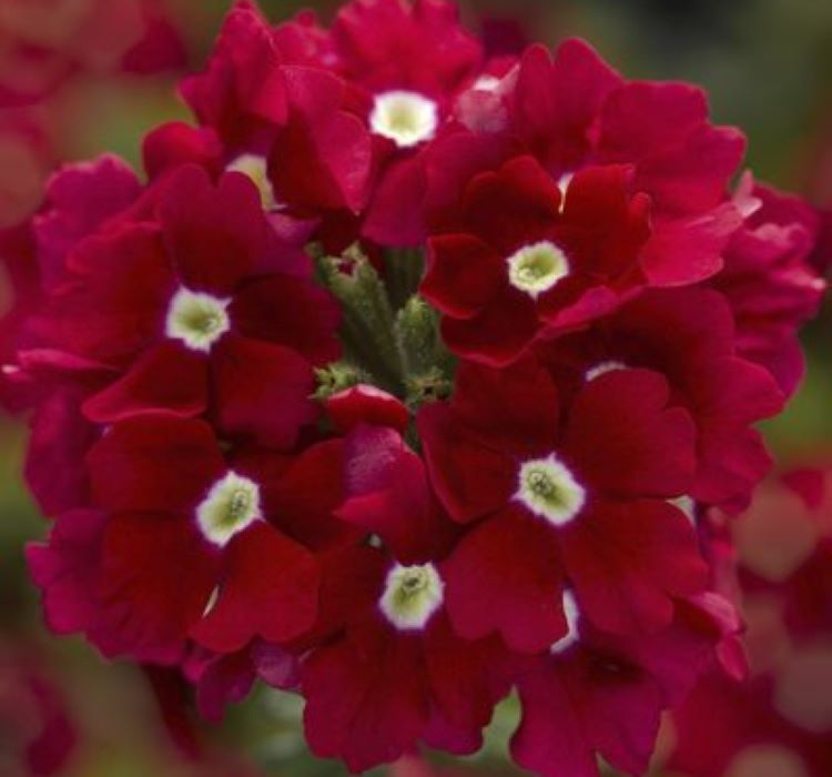 Mine Çiçeği ( Sarkan Çok Dallanan ) Bordo Renkli - 10 Tohum