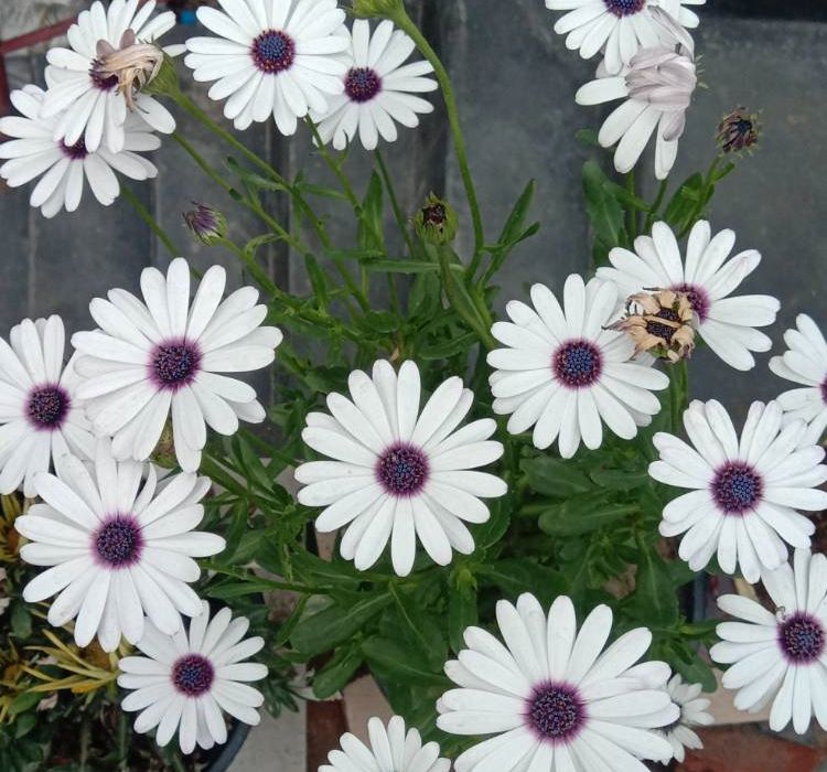 Bodrum Papatyası ( Kalıcı Çok Çiçeklenen ) Beyaz Mor Gözlü Renkli - 5 Tohum