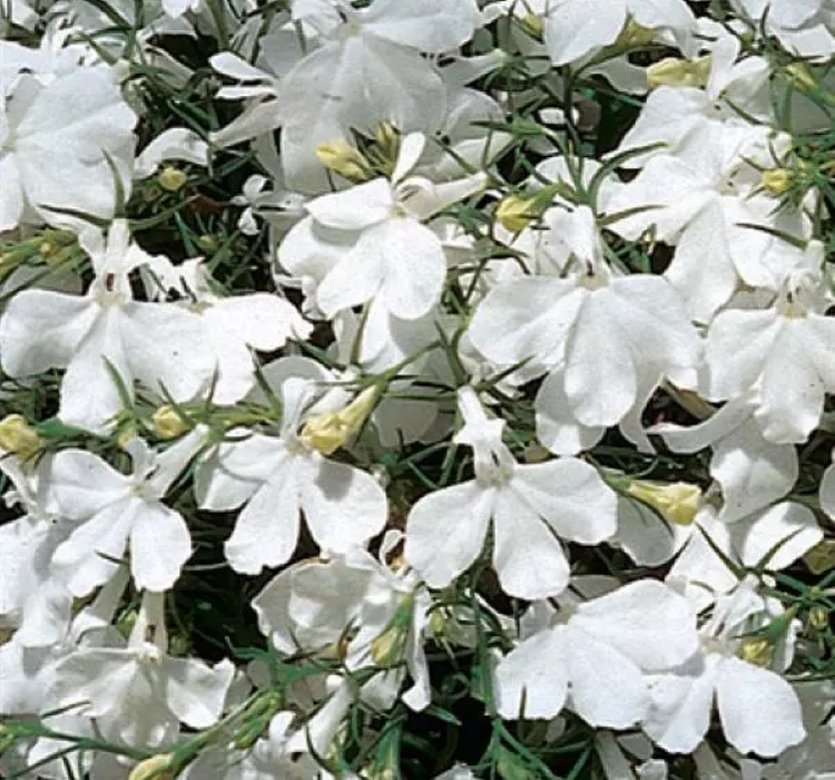 Lobelya Tohumu ( Çok çiçekli ) - Beyaz Renkli - 10 Tohum