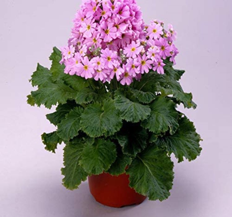 Onbir Ay Çiçeği Tohumu ( Büyük, Çift Renkli ) Karışık Renkli - 5 Tohum