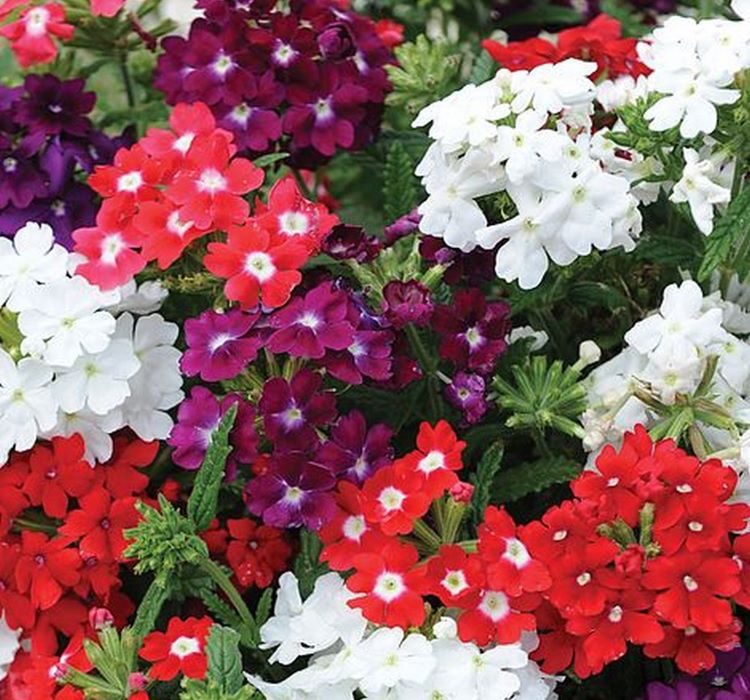 Mine Çiçeği ( Sarkan Çok Dallanan ) Karışık Renkli - 10 Tohum