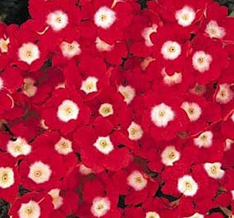 Mine Çiçeği ( Sarkan Çok Dallanan ) Kırmızı Beyaz Nokta Renkli - 10 Tohum