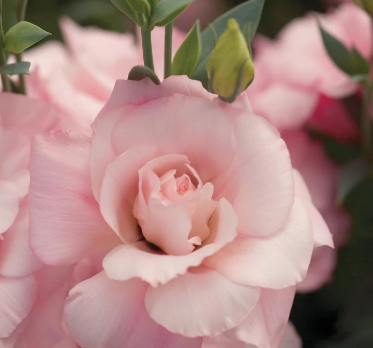 Lisianthus Çiçeği Tohumu ( Katmerli, Bodur ) Pembe Renkli - 5 Tohum