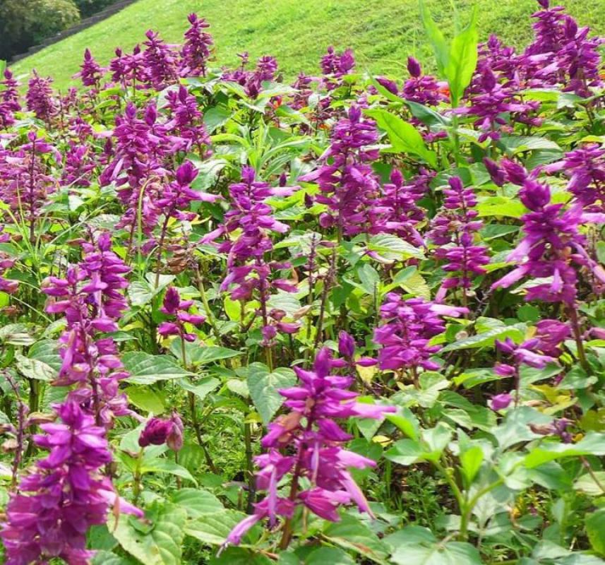 Ateş Çiçeği Tohumu ( Bodur Çok Çiçekli ) Leylak Renkli - 15 Tohum