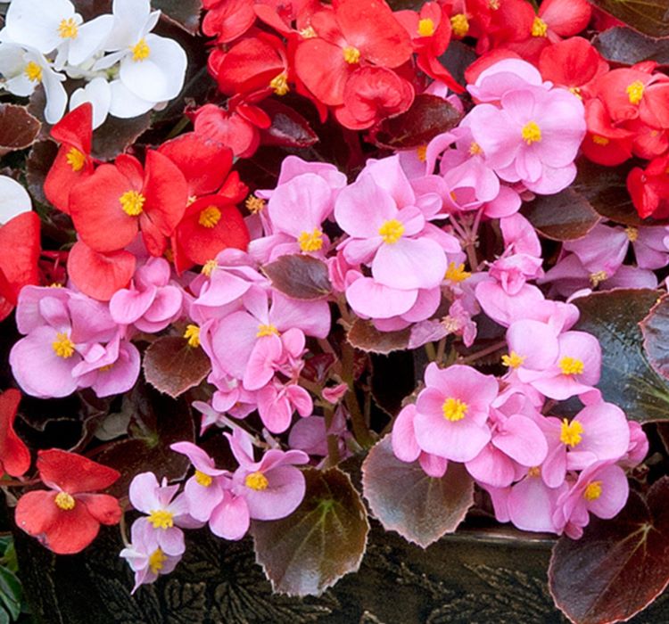 Begonya Tohumu ( Şeker - Kırmızı Yaprak ) Karışık Renkli - 40 Tohum