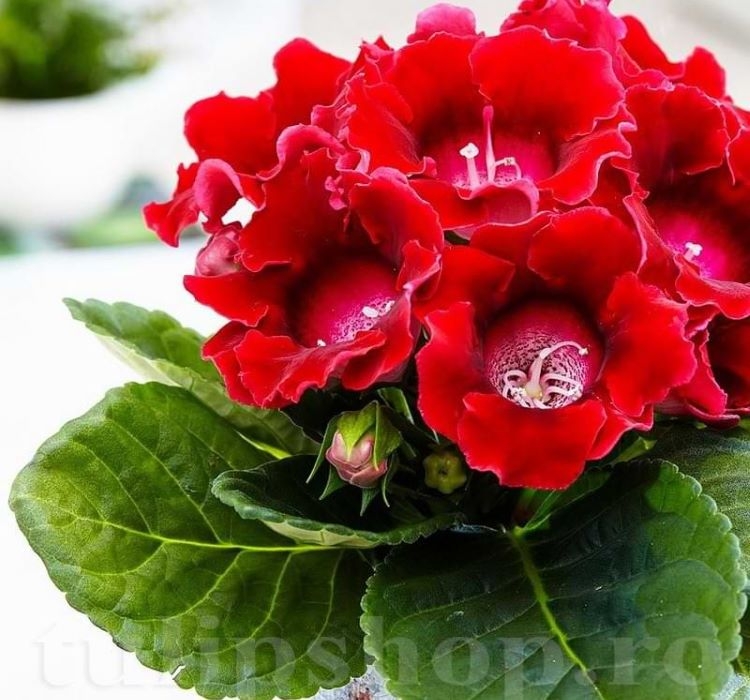 Bardak Menekşesi Tohumu ( Katmerli Büyük Çiçek ) Kırmızı Renkli - 5 Tohum