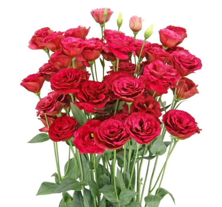 Lisianthus ( Lale Gül ) Gelin Buketi Serisi - KIRMIZI ( 5 Tohum )
