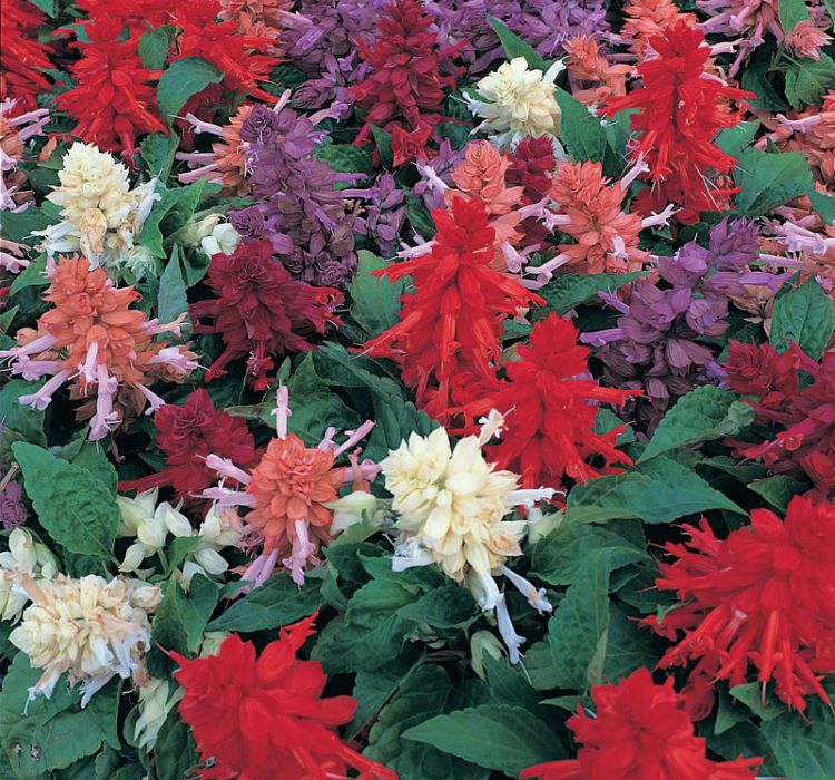 Ateş Çiçeği Tohumu ( İri Çiçekli Bodur ) Karışık Renkli - 15 Tohum