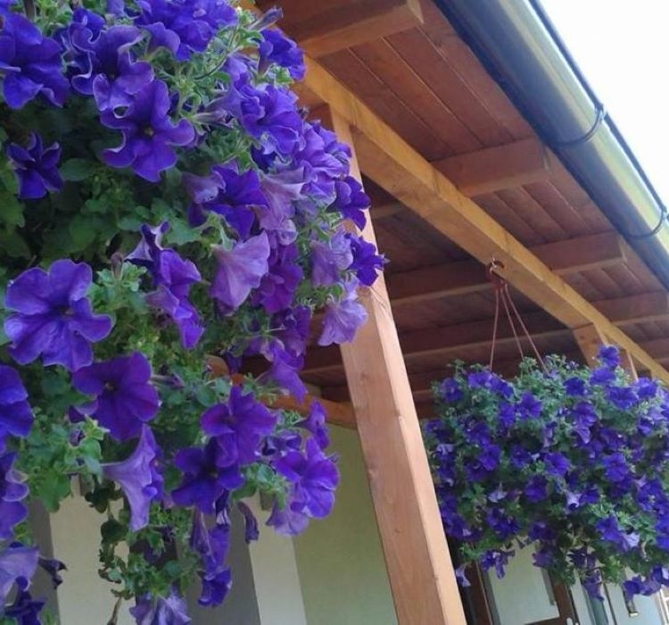 Petunya - Büyük Dev Salkım Sarkıcı - MAVİ ( 5 Tohum )