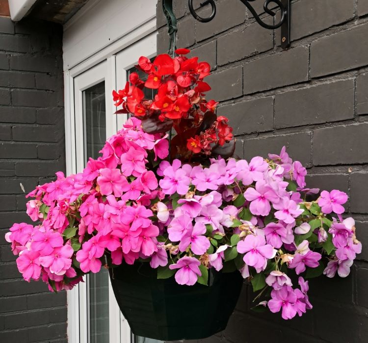 Cam Güzeli Tohumu ( Büyük Çiçekli ) Karışık Renkli - 8 Tohum