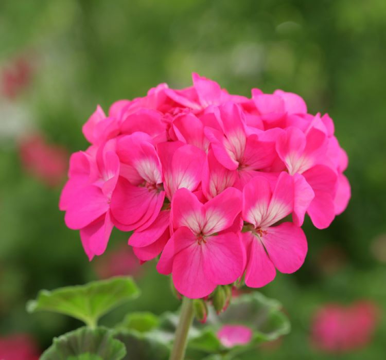 Sardunya Tohumu ( Büyük Çiçek, Kokulu Yaprak ) Pembe Renkli - 5 Tohum