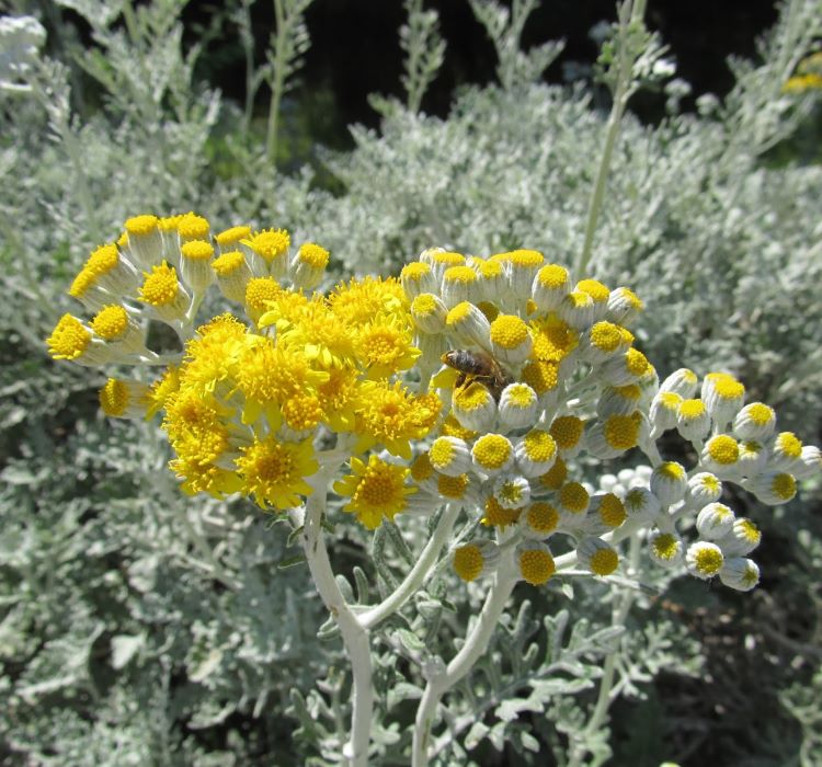 Bahçe Külü Tohumu ( Gümüş Renkli ) - 40 Tohum