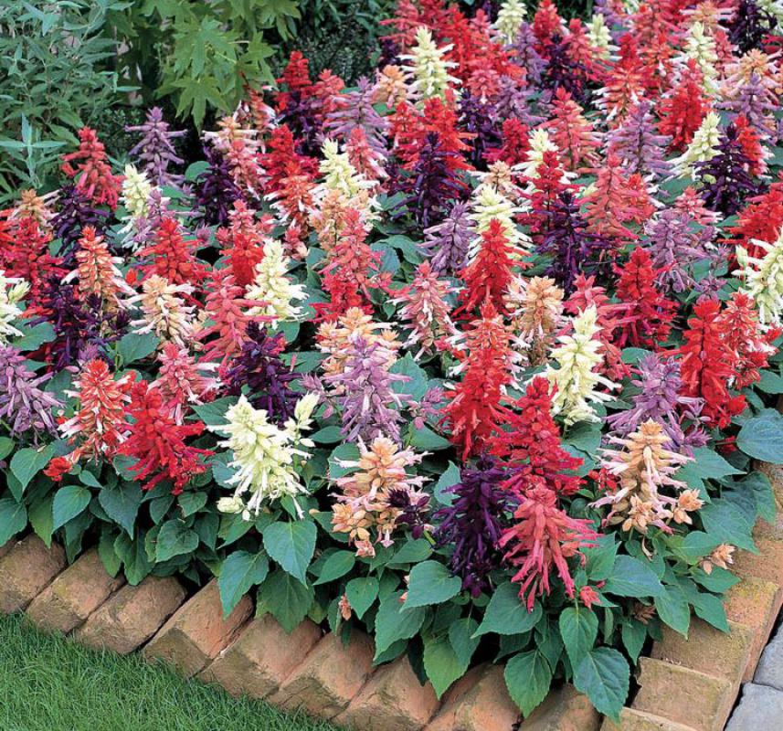 Ateş Çiçeği Tohumu ( İri Çiçekli Bodur ) Karışık Renkli - 15 Tohum