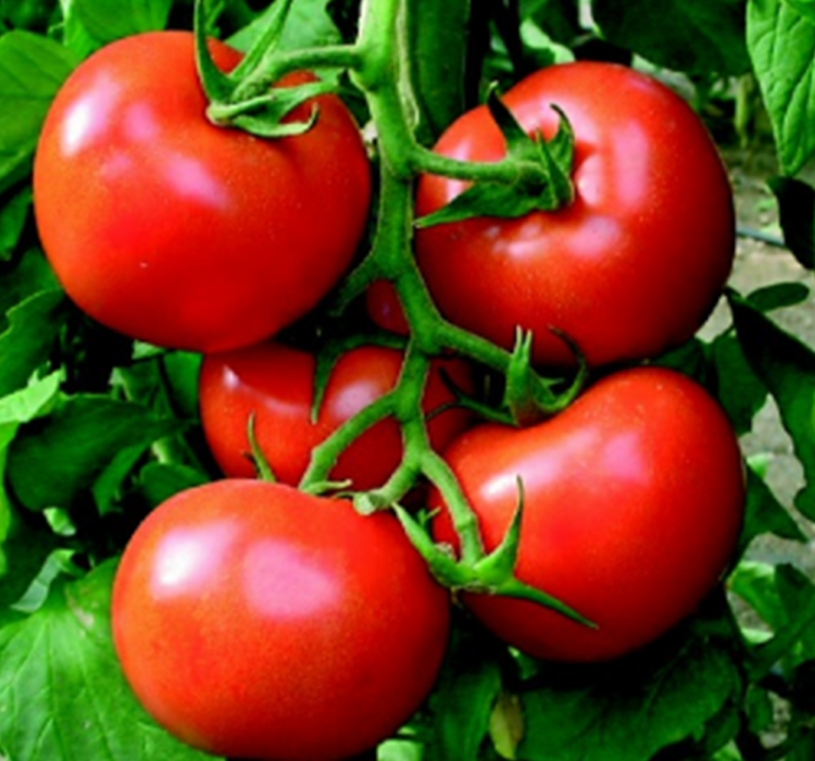 DOMATES BAHÇELİK FALCON ( ÇOKLU TOHUM ) - 3 Gram