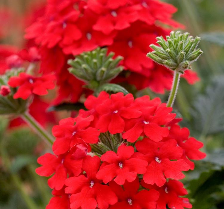 Mine Çiçeği ( Sarkan Çok Dallanan ) Kırmızı Renkli - 10 Tohum