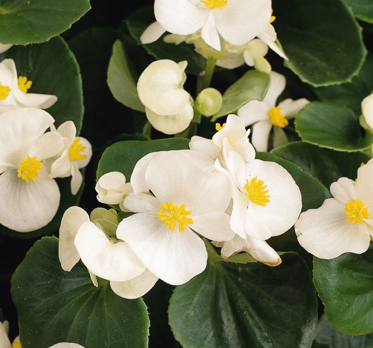 Şeker Begonya Tohumu ( İri Çiçek, Yeşil Yaprak ) Beyaz Renkli - 25 Tohum