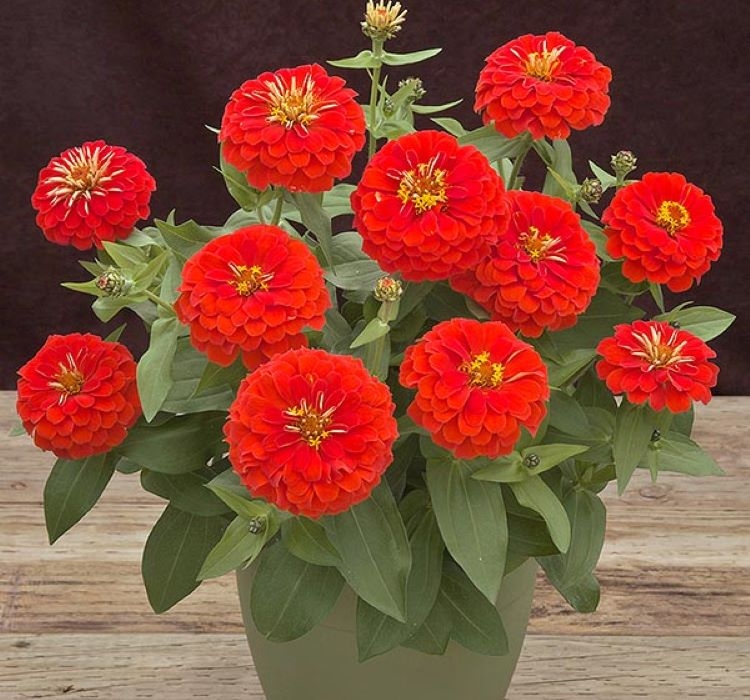 Zinnia ( Kirli Hanım ) Büyük Geniş Çiçekli - ALEV RENGİ ( 5 Tohum )