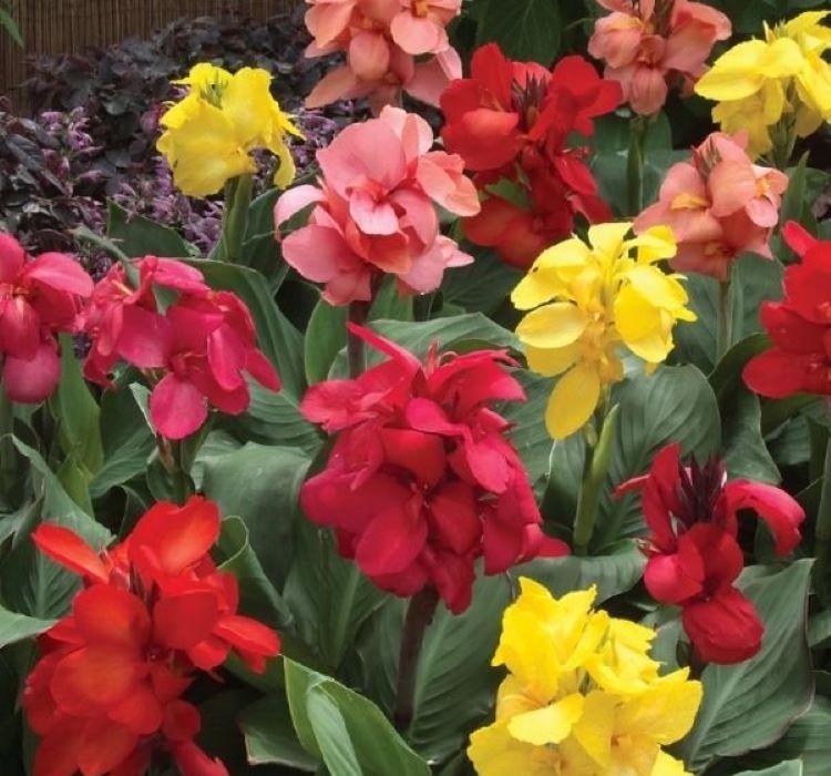 CANNA - TESBİH ÇİÇEĞİ - KARIŞIK ( 5 Tohum )