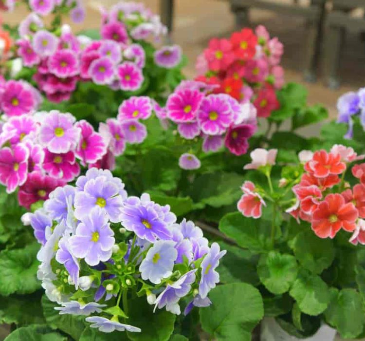 Onbir Ay Çiçeği Tohumu ( Çok Çiçeklenen ) Karışık Renkli - 8 Tohum