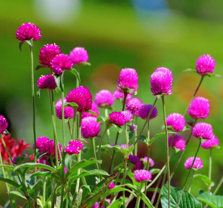 Medine Düğmesi Tohumu ( İri Çok Çiçekli ) Mor Renkli - 30 Tohum