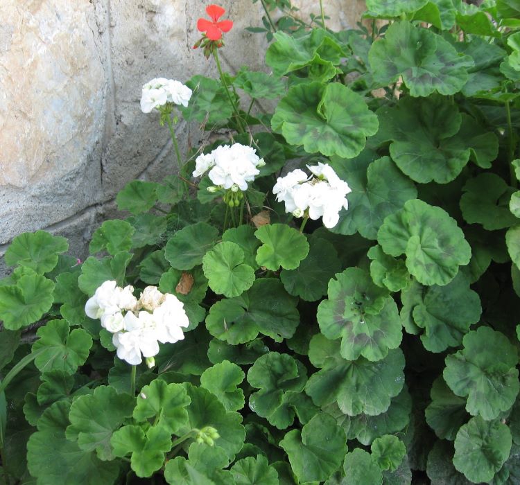 Sardunya Tohumu ( Büyük Çiçek, Kokulu Yaprak ) Beyaz Renkli - 5 Tohum