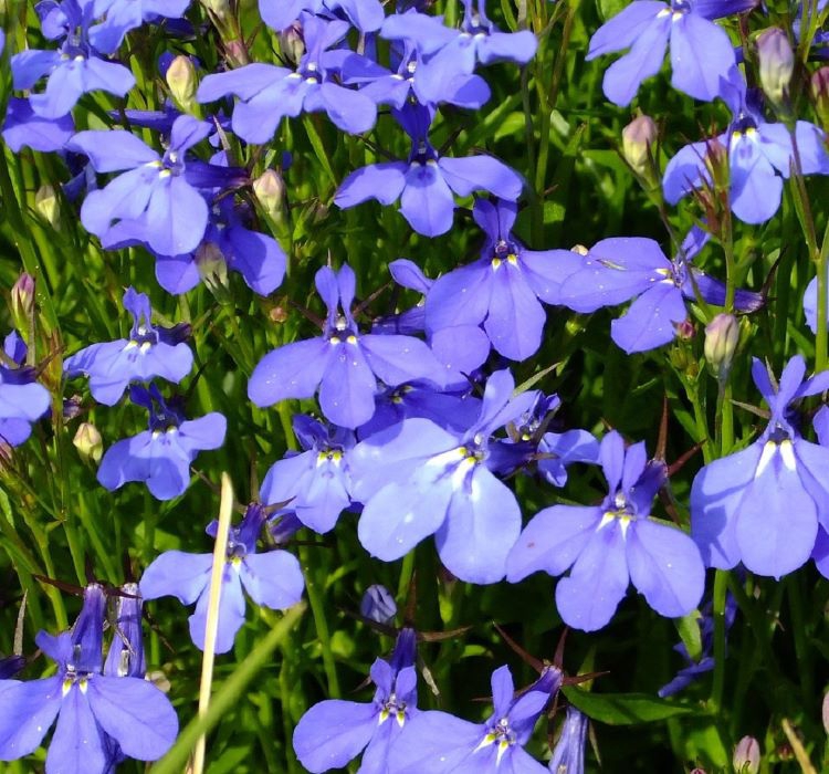 Lobelya Tohumu ( Çok çiçekli ) - Mavi Renkli - 10 Tohum