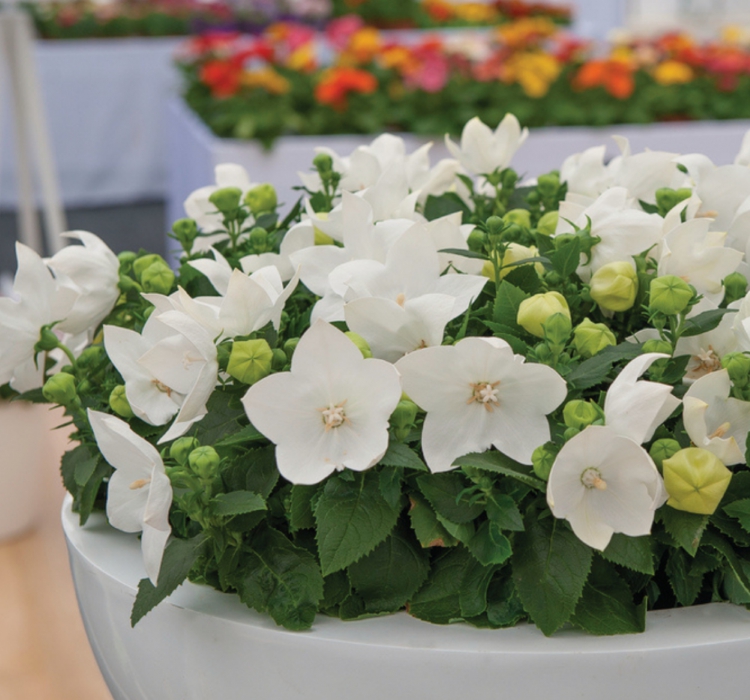 Balon Çiçeği Tohumu ( Büyük Çan Çiçeği ) Beyaz Renkli - 5 Tohum