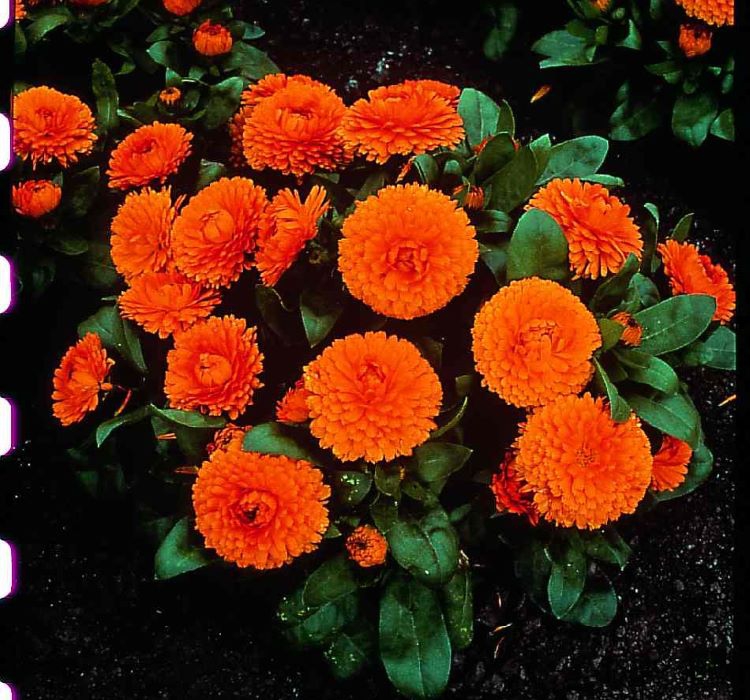 Aynı Sefa Tohumu ( Bon Bon Uzun Boylu ) - Turuncu Renkli - 40 Tohum