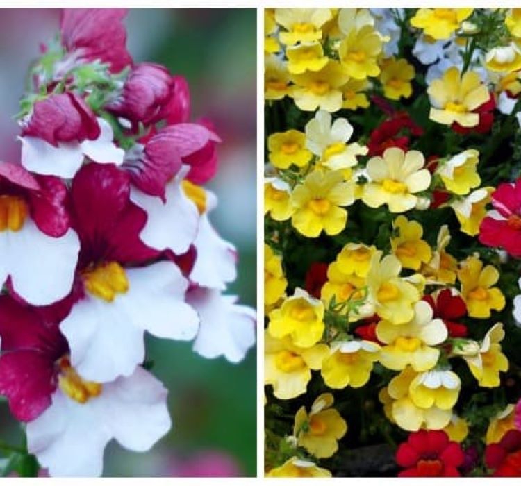 Nemezya Çiçeği Tohumu ( Kalıcı Çok Çiçekli ) Karışık Renkli - 5 Tohum