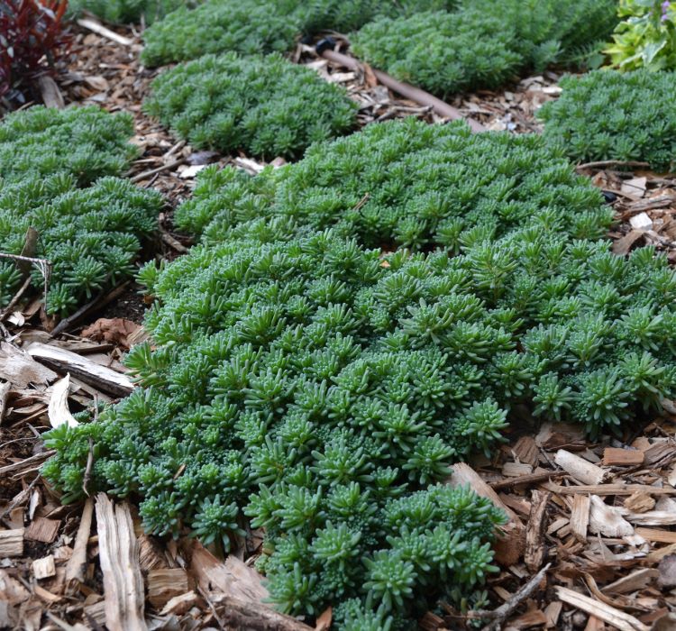 Sedum Tohumu ( İri Damarlı Yapraklar ) Yeşil Renkli - 15 Tohum