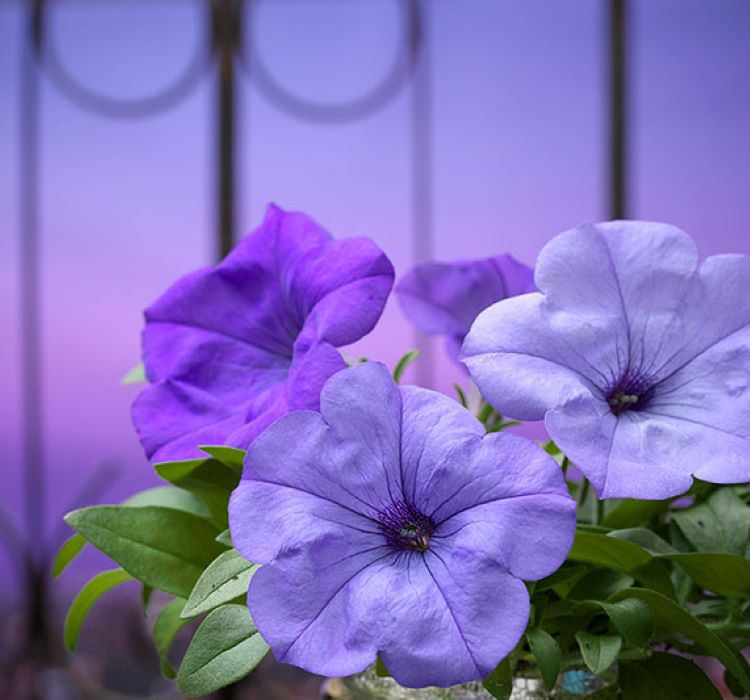 Petunya Çiçeği Tohumu ( İri çiçekli Bodur ) Mavi Renkli - 15 Tohum