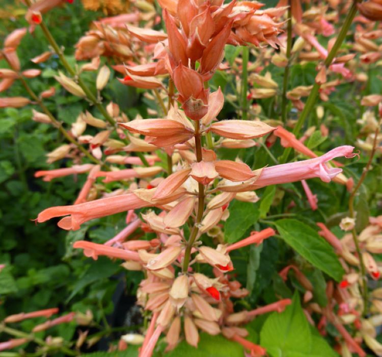 Ateş Çiçeği Tohumu ( Bodur Çok Çiçekli ) Somon Renkli - 15 Tohum