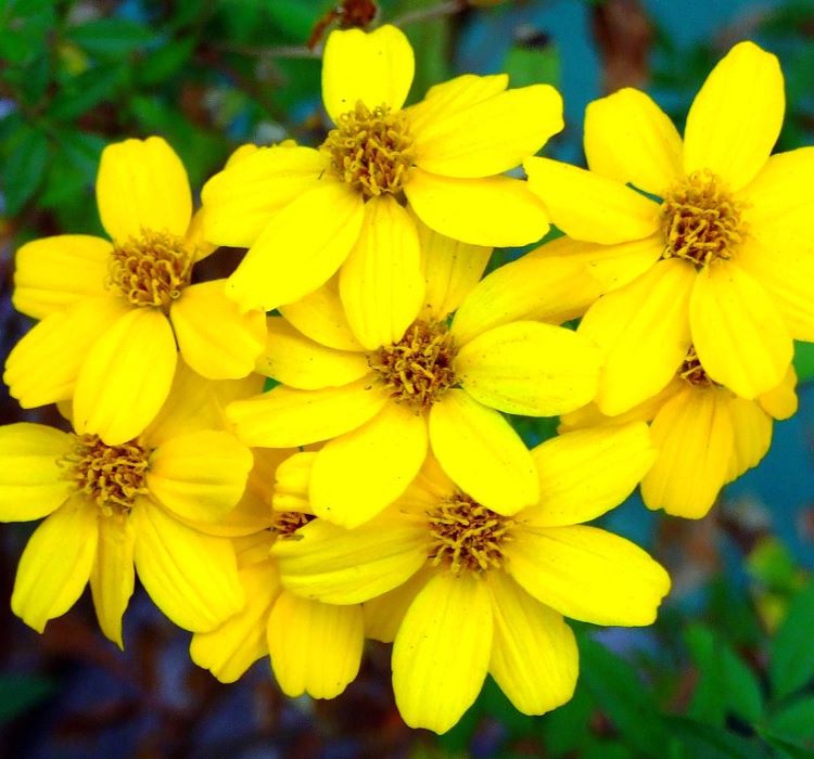 Madalyon Çiçeği Tohumu ( Büyük Geniş Bitki ) Sarı Renkli - 10 Tohum