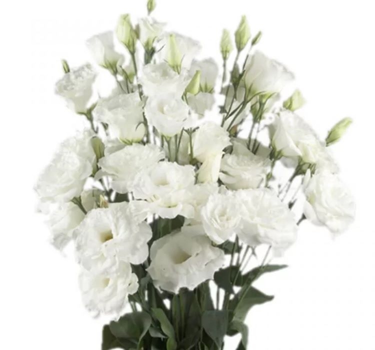 Lisianthus ( Lale Gül ) BÜYÜ Serisi - BEYAZ ( 5 Tohum )
