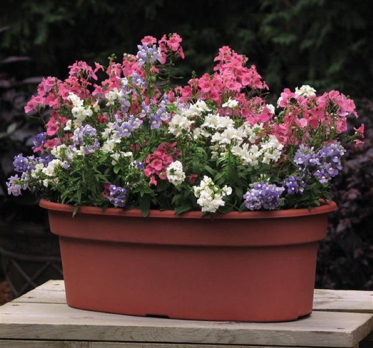 Nemezya Çiçeği Tohumu ( Kalıcı Çok Çiçekli ) Karışık Renkli - 5 Tohum