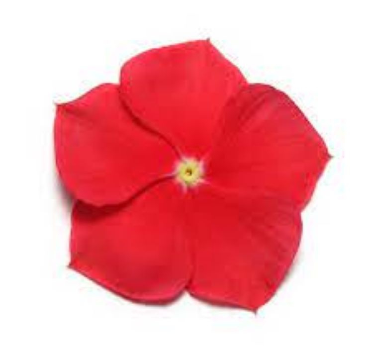 Rozet Çiçeği ( Çok Çiçekli Çok Dallanan ) Gerçek Kırmızı Renkli - 15 Tohum