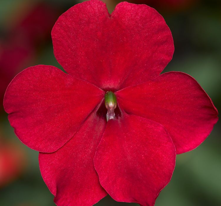 Cam Güzeli Tohumu ( Büyük Çok Çiçekli ) Kırmızı Renkli - 10 Tohum