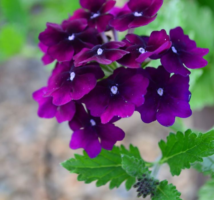 Mine Çiçeği ( Sarkan Çok Dallanan ) Mor Renkli - 10 Tohum