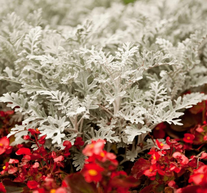 Bahçe Külü Tohumu ( Gümüş Renkli ) - 40 Tohum