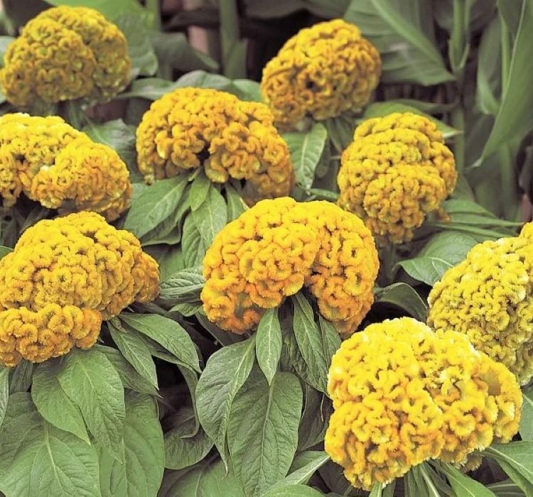 Horoz İbiği Balta Tohumu Japon - Sarı Renkli ( 20 Tohum )