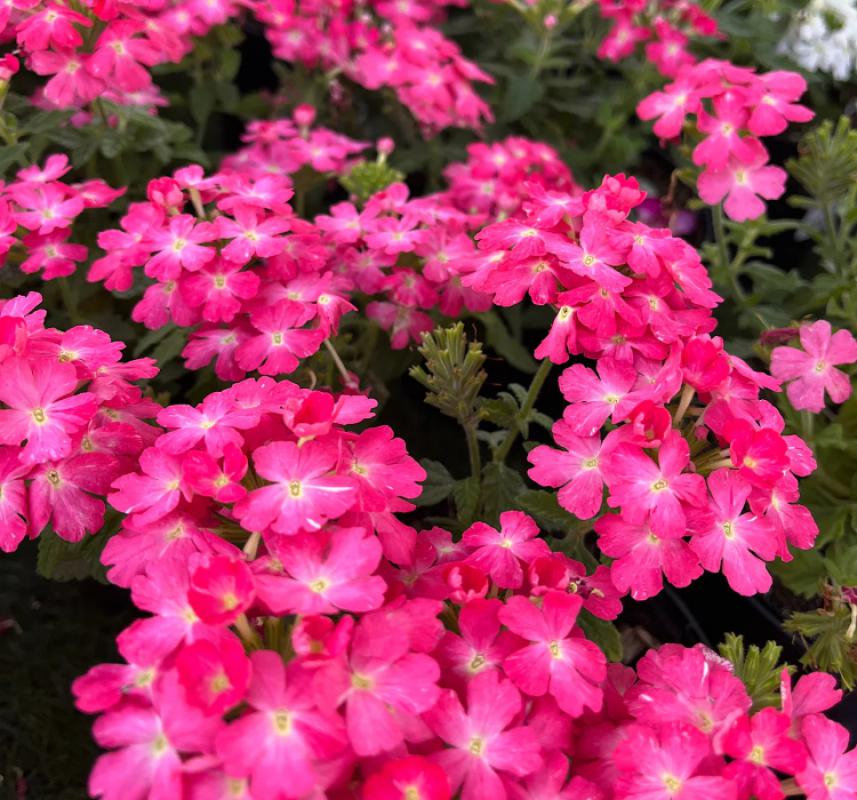 Mine Çiçeği ( Sarkan Çok Dallanan ) Pembe Renkli - 10 Tohum