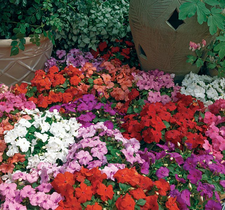 Cam Güzeli Tohumu ( Büyük Çiçekli ) Karışık Renkli - 8 Tohum