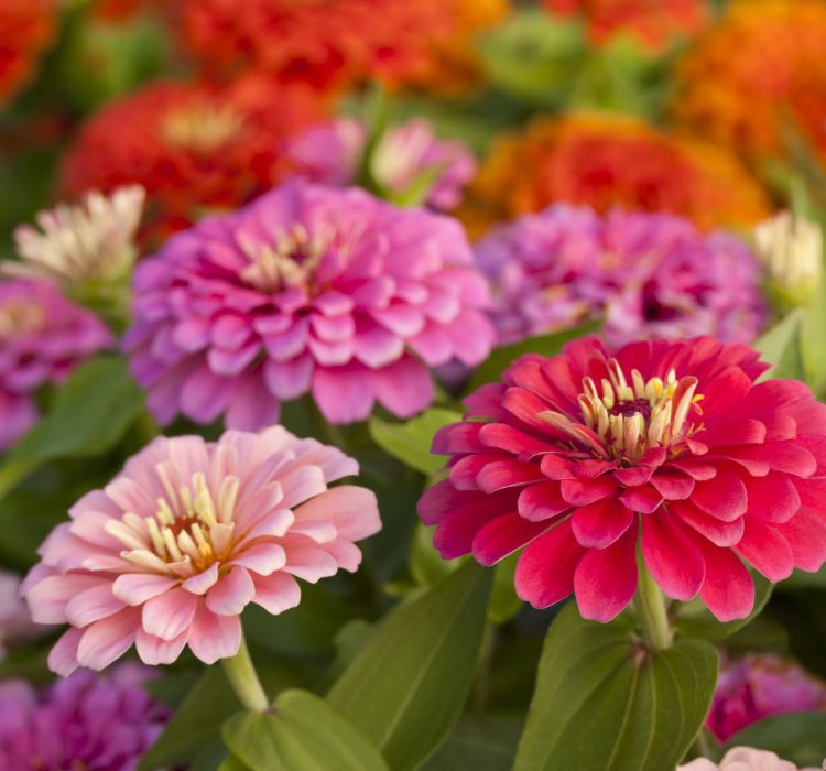 Kirli Hanım Çiçeği Tohumu ( Büyük Çiçekli Zinnia ) Karışık Renkli - 5 Tohum