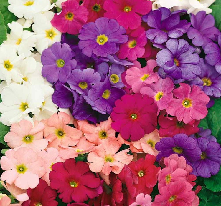 Onbir Ay Çiçeği Tohumu ( Çok Çiçeklenen ) Karışık Renkli - 8 Tohum