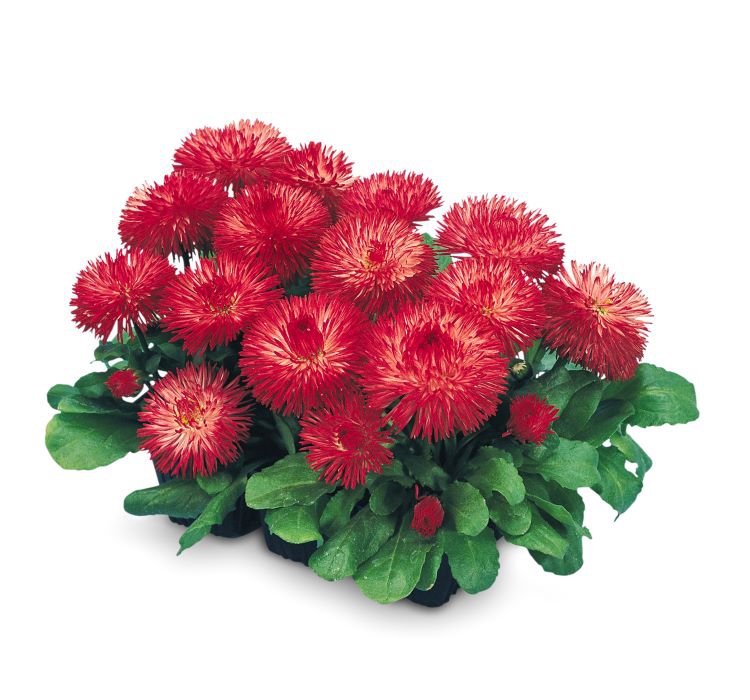 Şeker Papatya Tohumu ( Katmerli ) Kırmızı Renkli - 20 Tohum