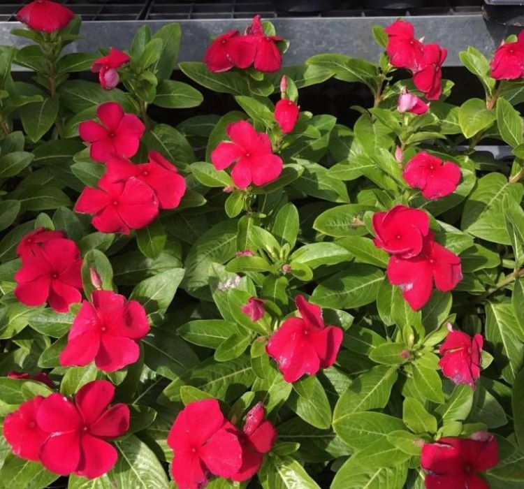 Rozet Çiçeği ( Çok Çiçekli Çok Dallanan ) Koyu Kırmızı Renkli - 15 Tohum